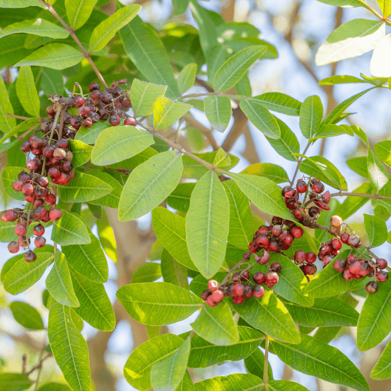 Brazilian Peppertree Takes Over Entire Landscapes