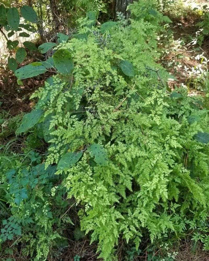 Japanese Climbing Fern Climbs Over Everything In Its Path