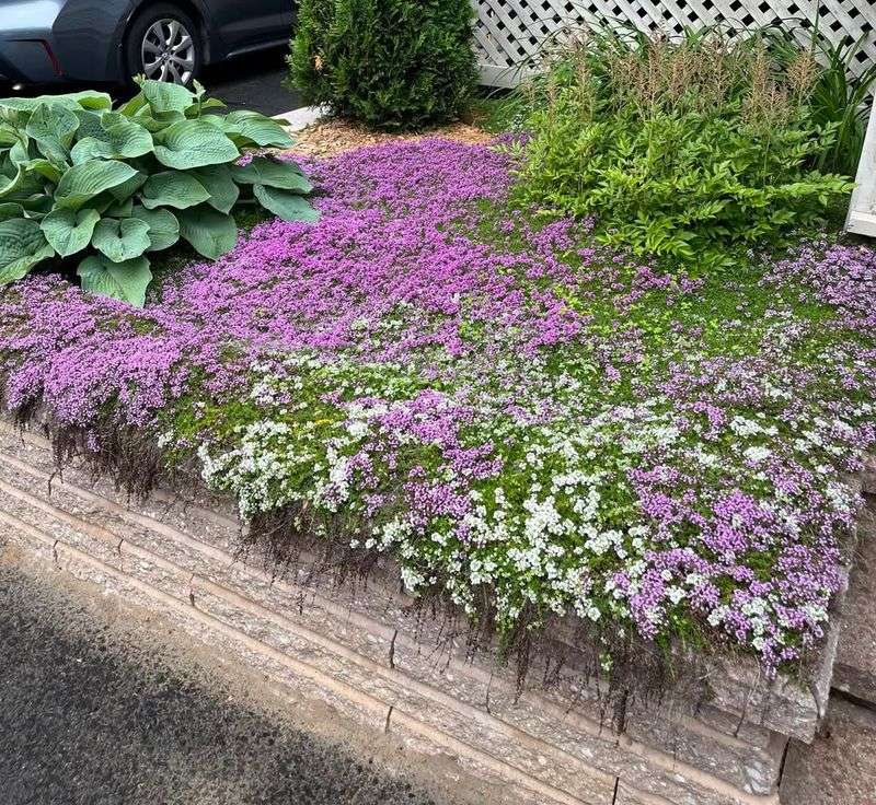 Creeping Thyme (Thymus serpyllum)
