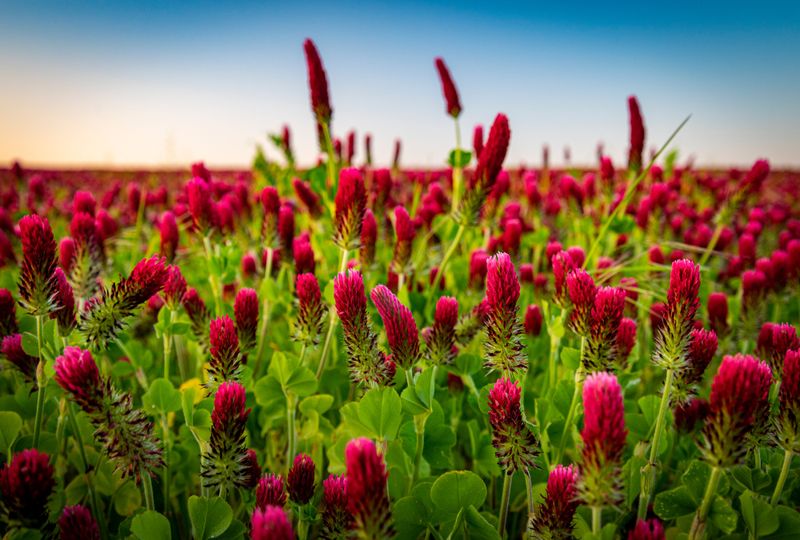 Crimson Clover Adds Nitrogen And Improves Soil Structure