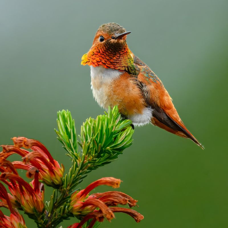 Rufous Hummingbird (Selasphorus rufus)