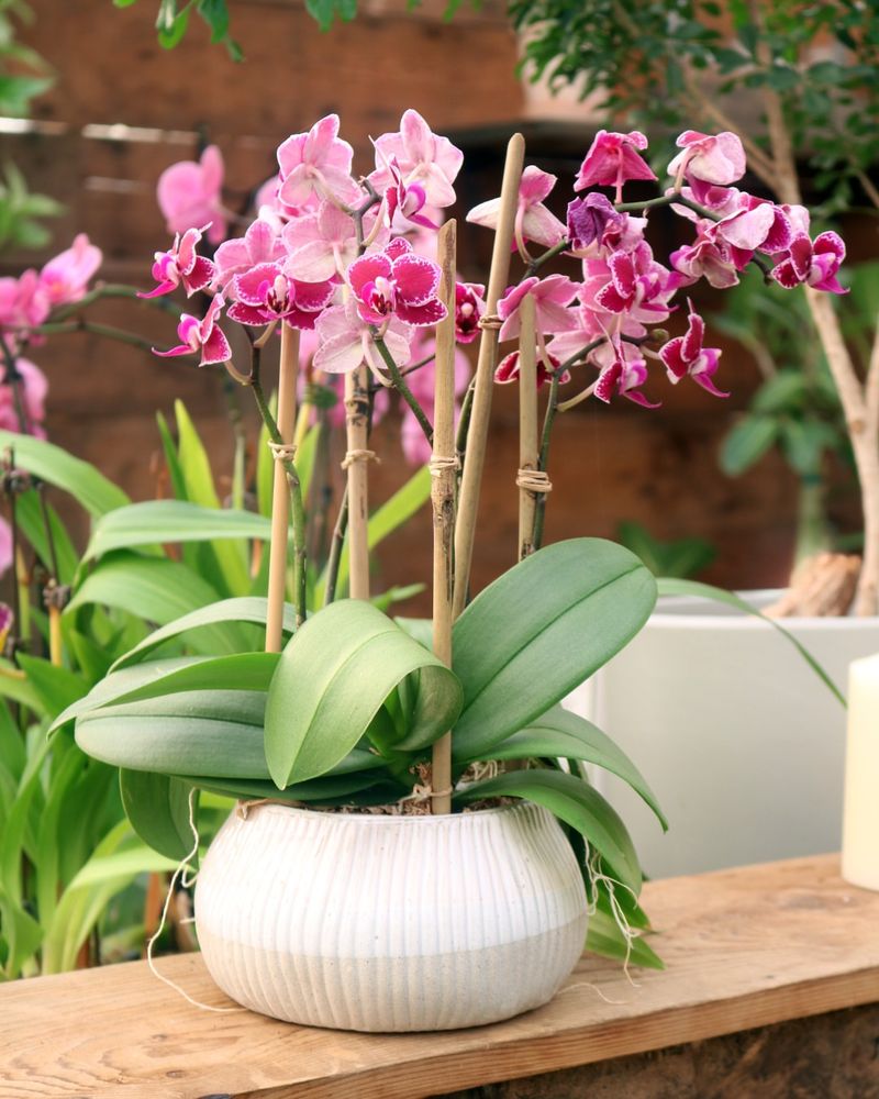 Reusable Plants That Bloom Year After Year