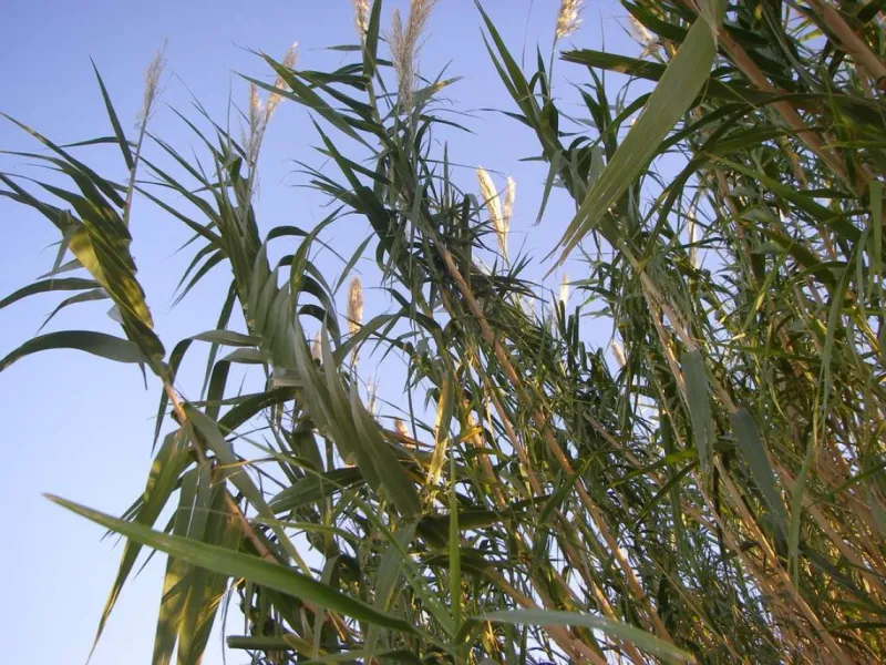Giant Reed (Arundo Donax)