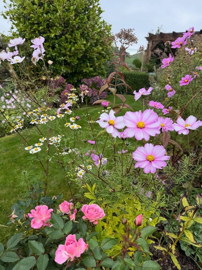 Feverfew (Tanacetum parthenium)