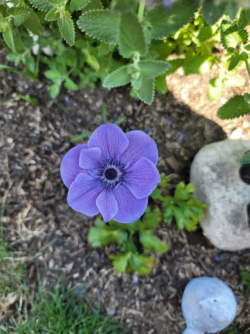 Anemone (De Caen / poppy anemone)
