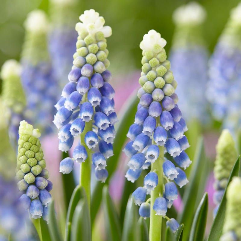 Grape Hyacinths