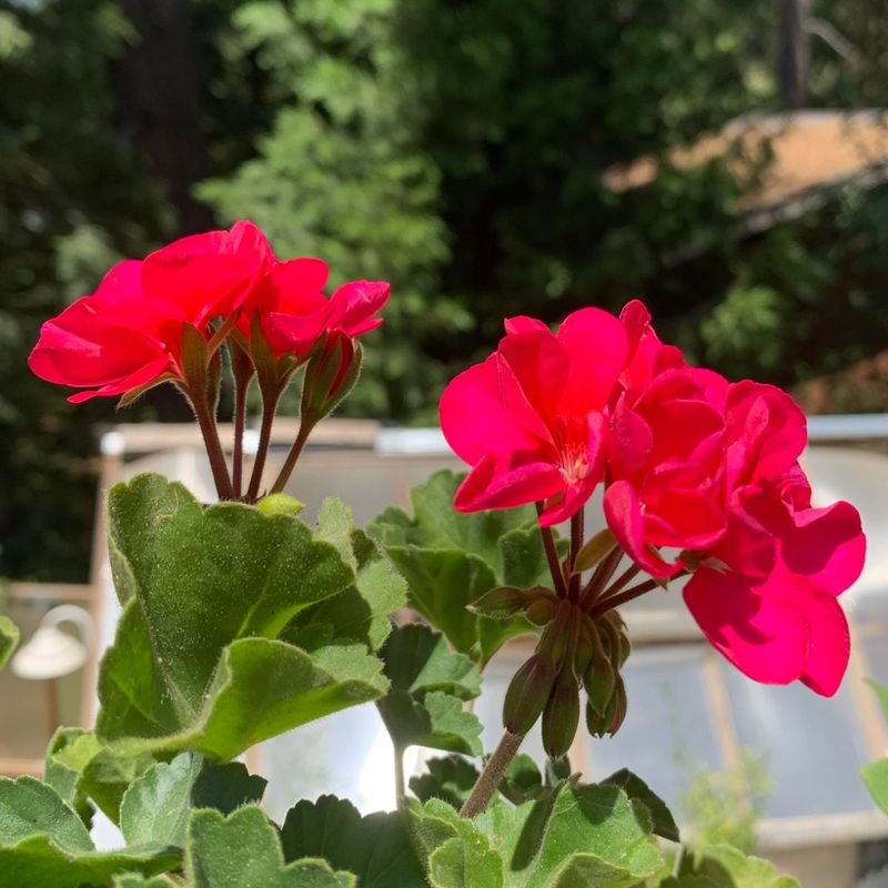 Fertilize Lightly And Consistently