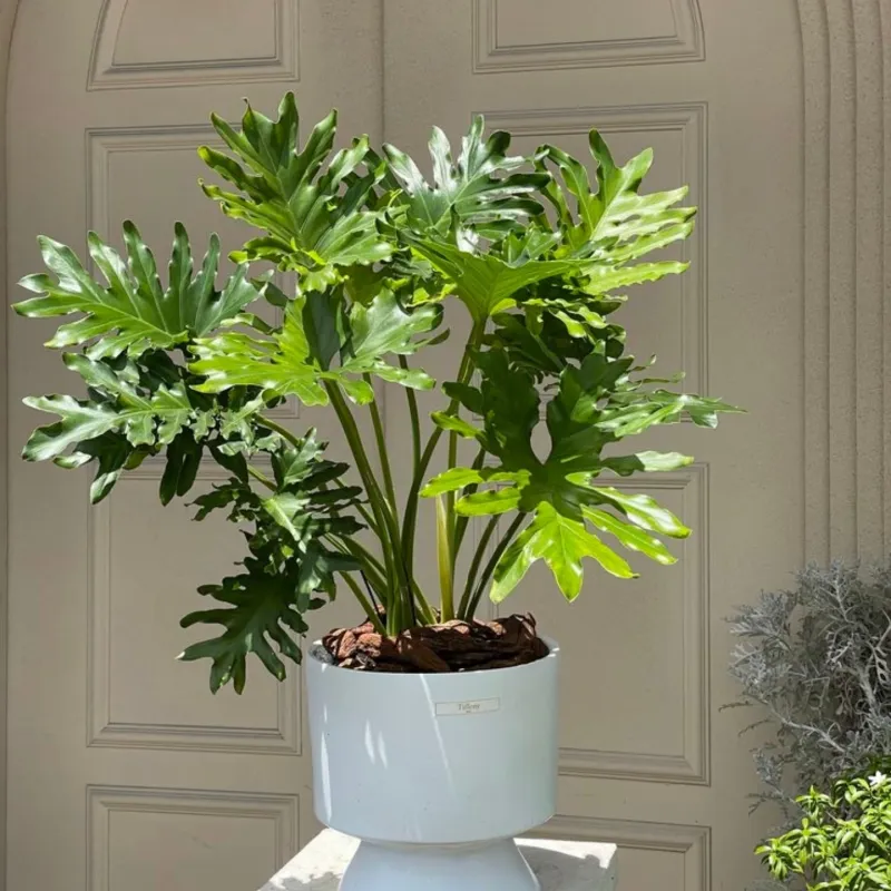 Philodendron Selloum Expands With Deeply Lobed Tropical Foliage