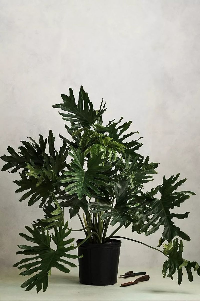 Philodendron Selloum Fills A Room With Jungle Energy