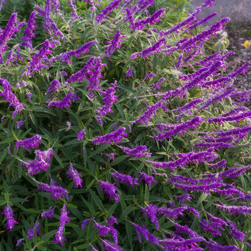 Mexican Sage (Salvia leucantha)