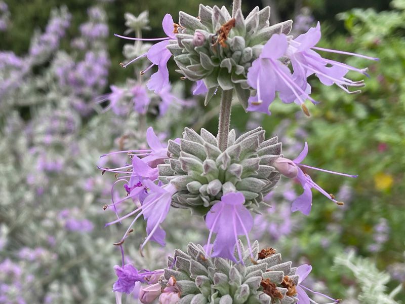 Salvia (Especially Native Sages)