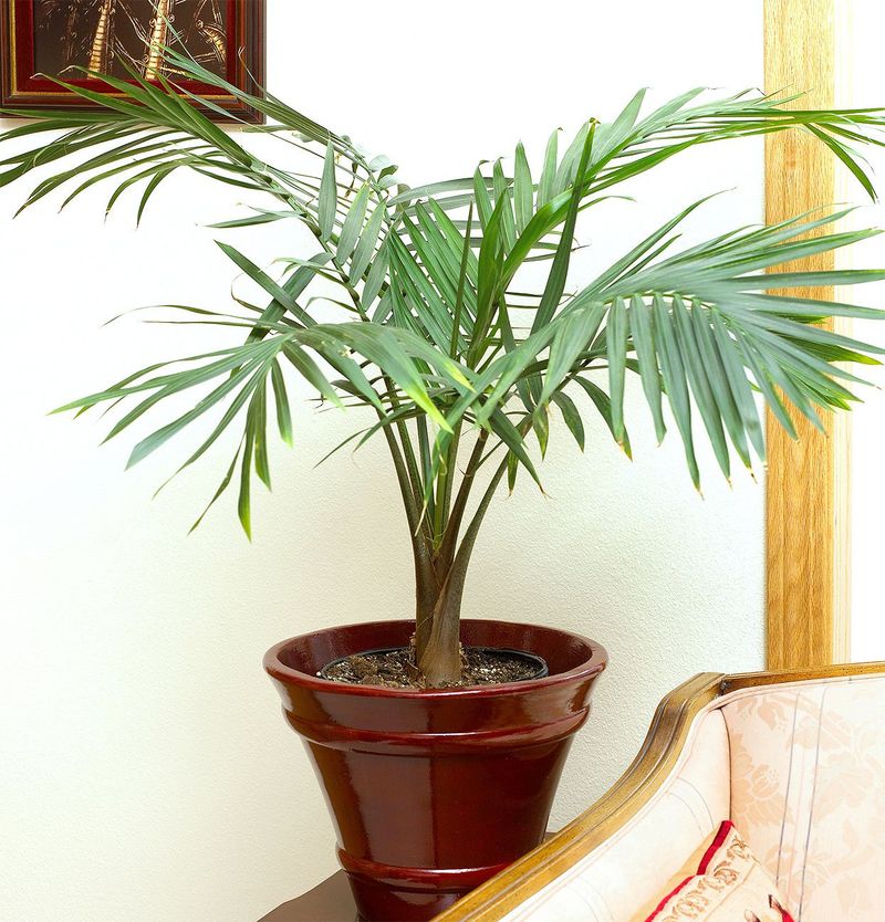 Parlor Palm 