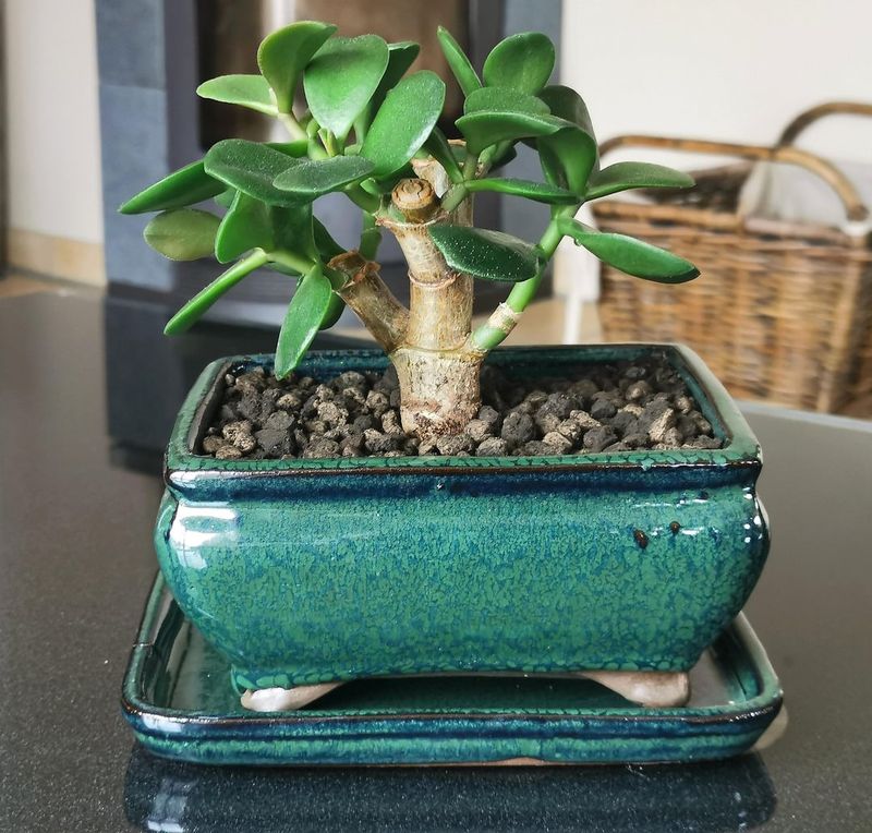 Jade Plant (Crassula ovata)
