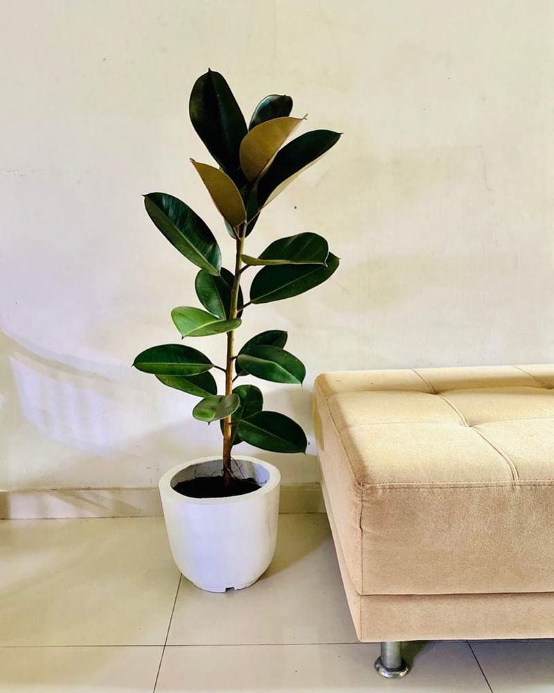 Rubber Plant Delivers Bold Foliage And Lasting Presence
