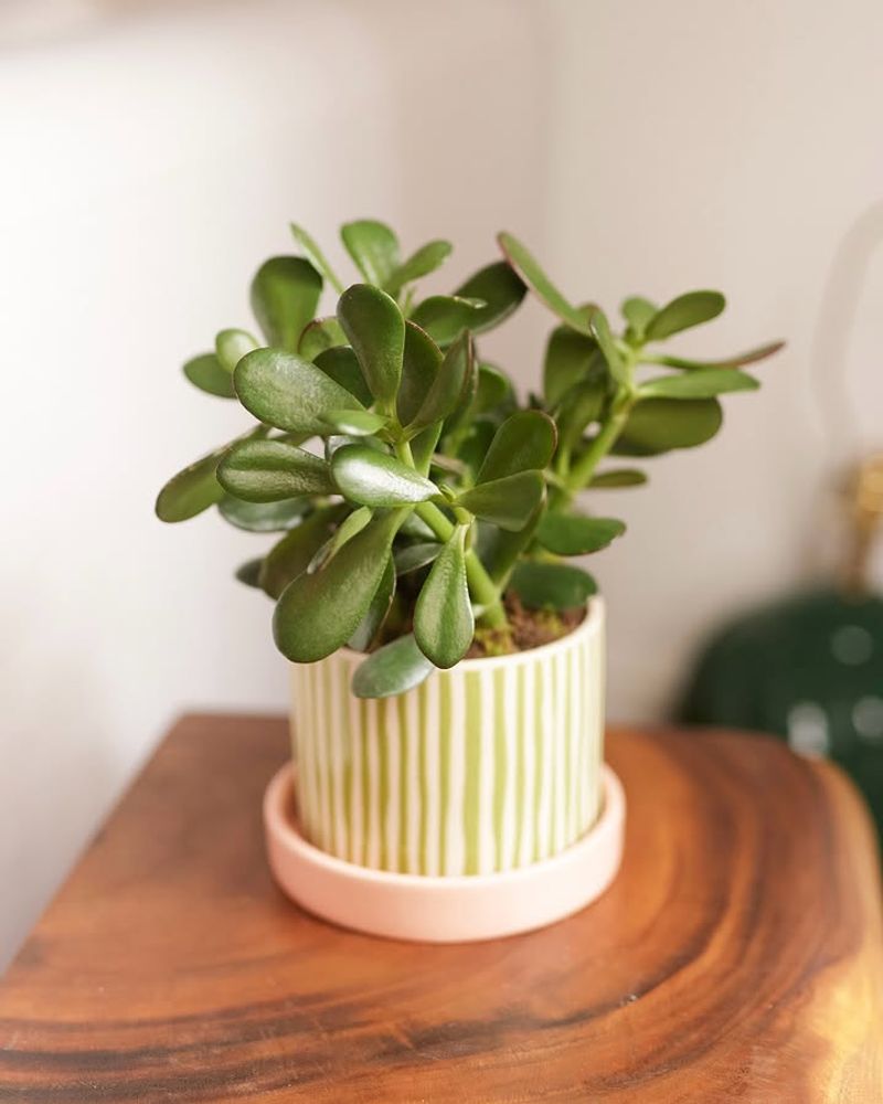 Jade Plant Looks Harmless But Can Upset Cats