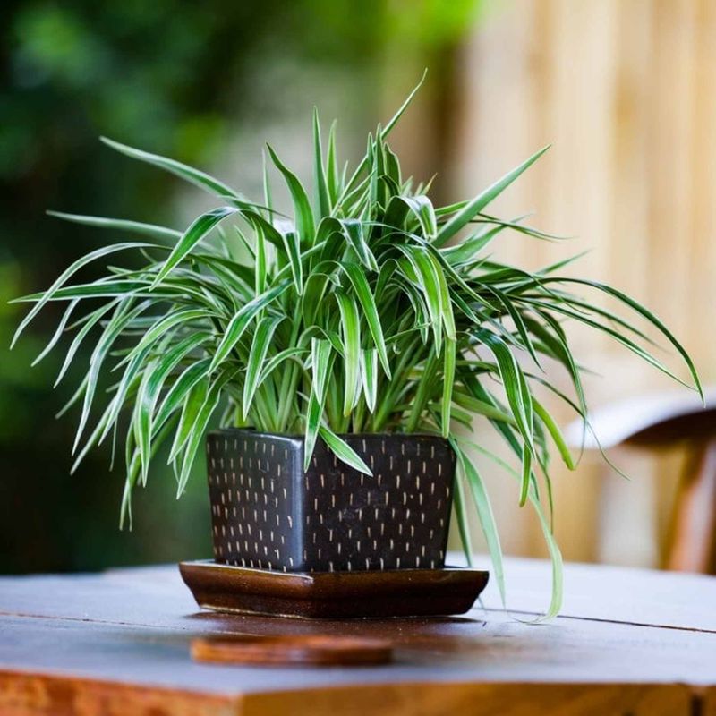 Spider Plant Cleanses And Protects