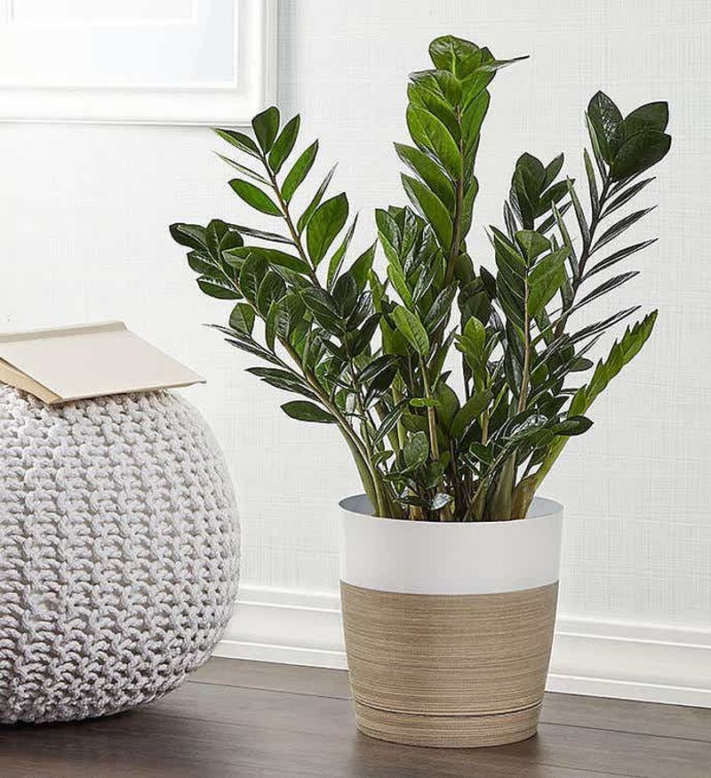 ZZ Plant Thrives While You Unwind
