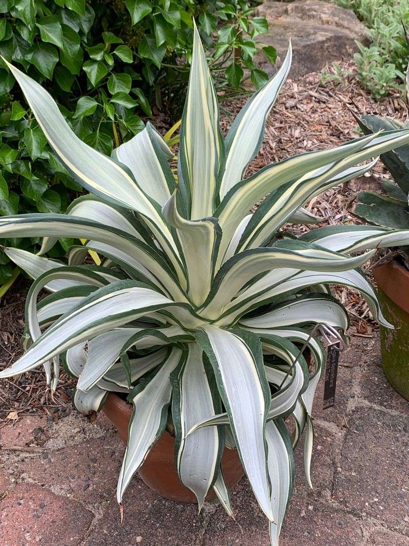 Agave Desmettiana Grows Strong In Large Containers