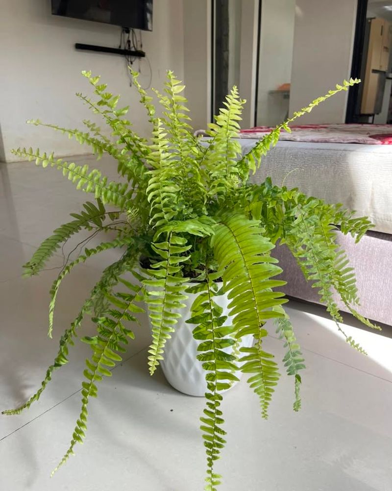 Boston Fern