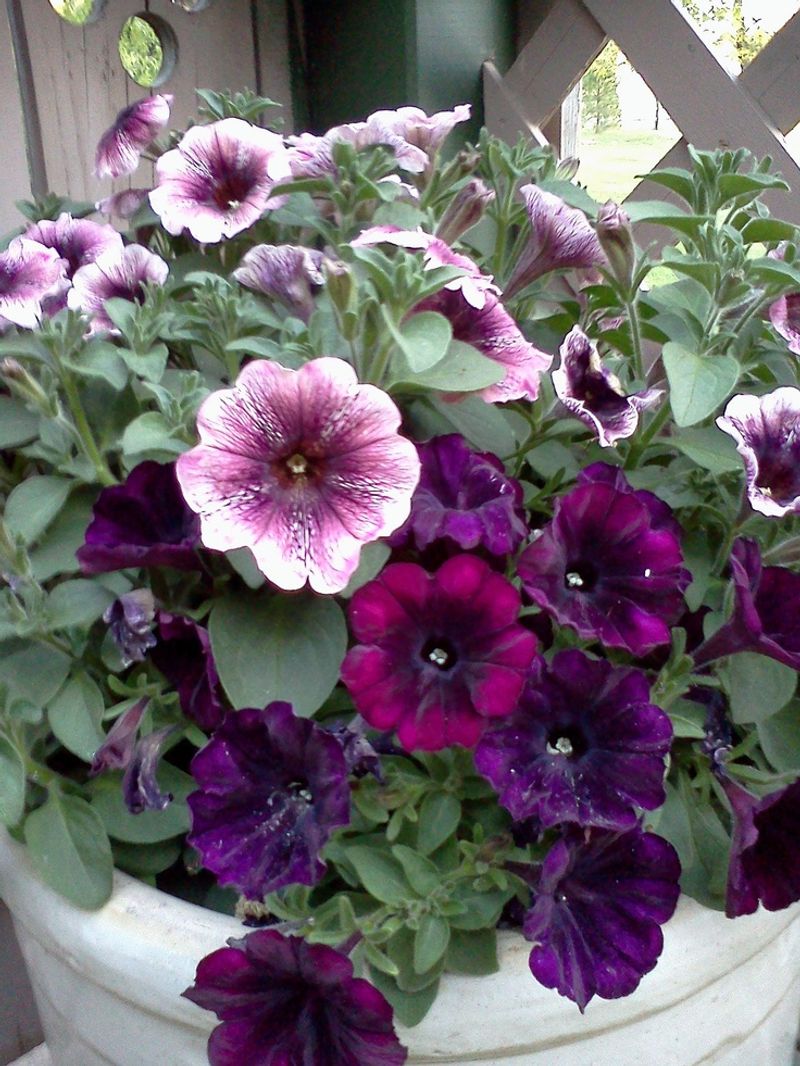 Petunias Grow Well Once The Risk Of Hard Freeze Passes