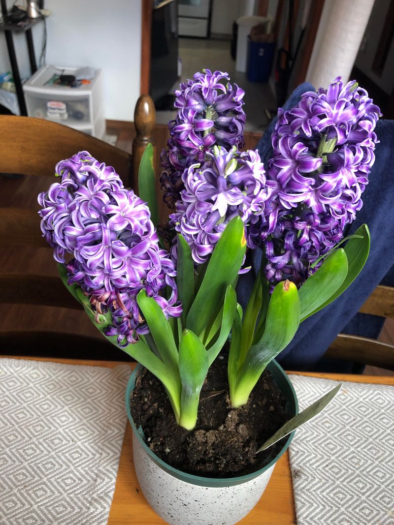 Hyacinth