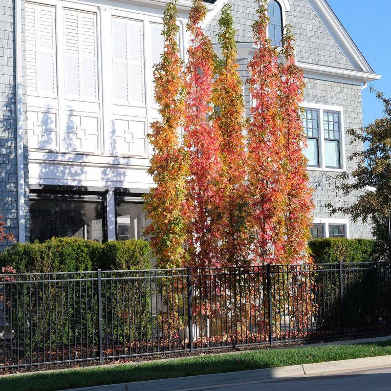 Sweetgum Grows Fast With Dense Upright Form