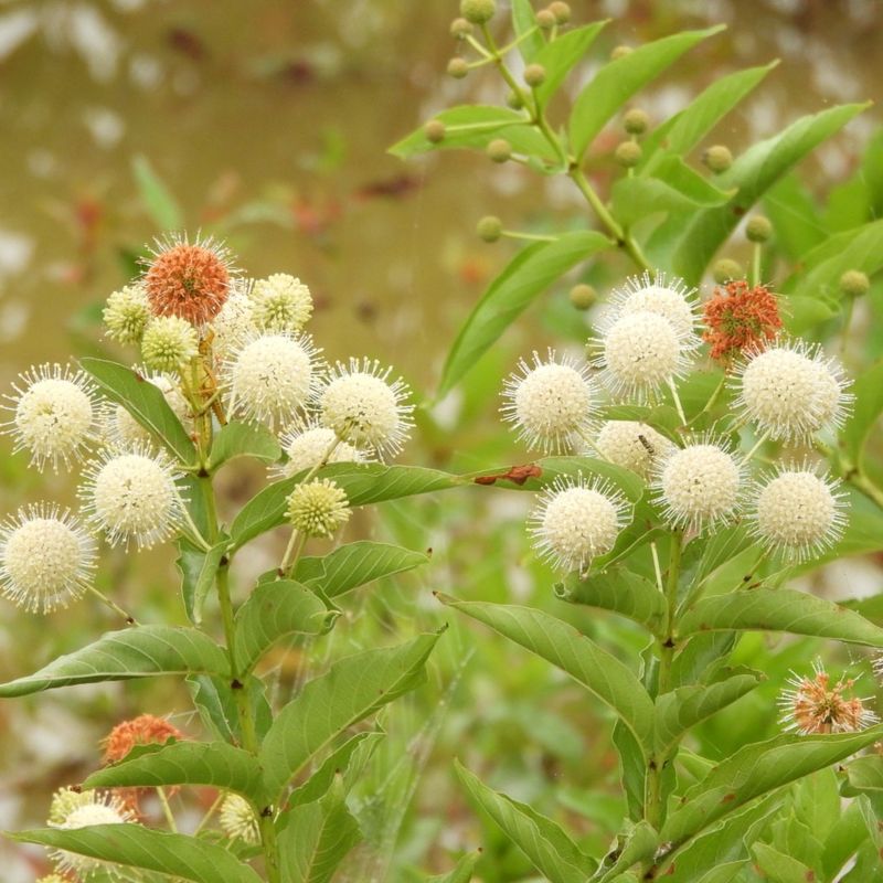 Buttonbush