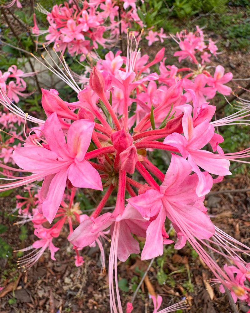 Native Azaleas Light Up Shaded Front Yards In Spring
