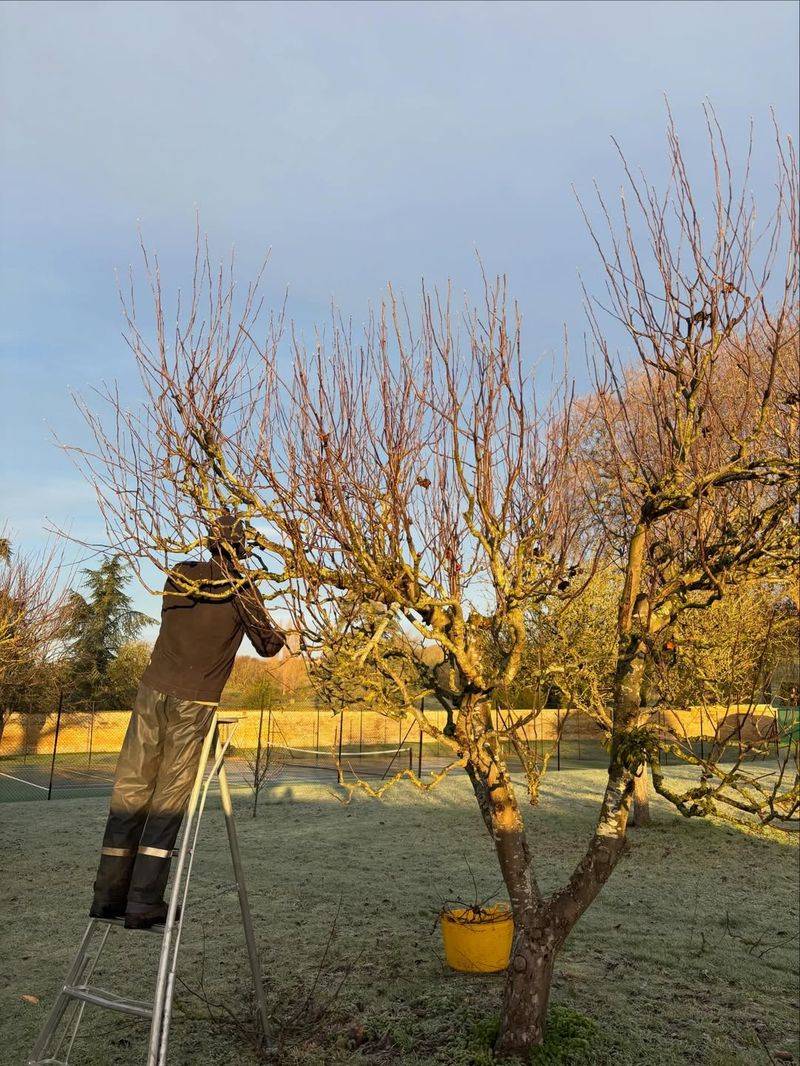 Fruit Trees (Apple And Pear - Dormant Pruning)