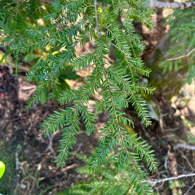Eastern Hemlock
