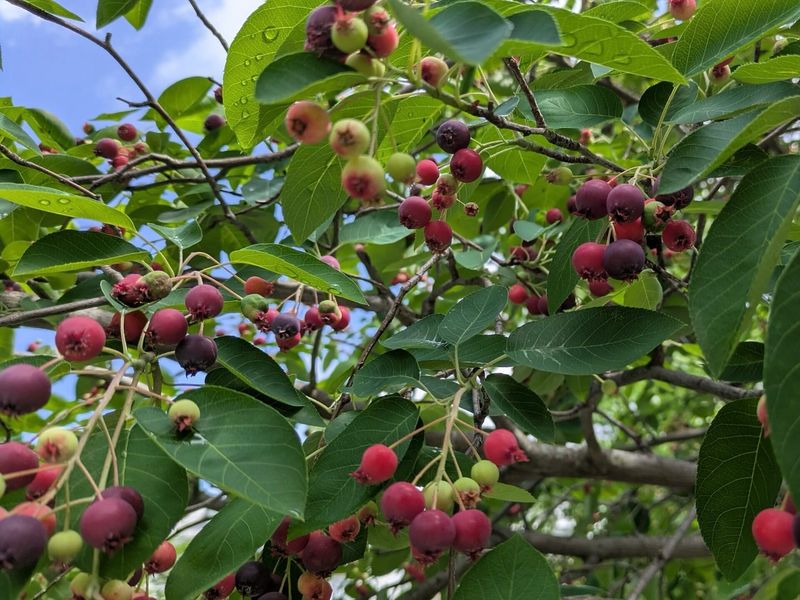 Serviceberry Provides Early Summer Native Fruit