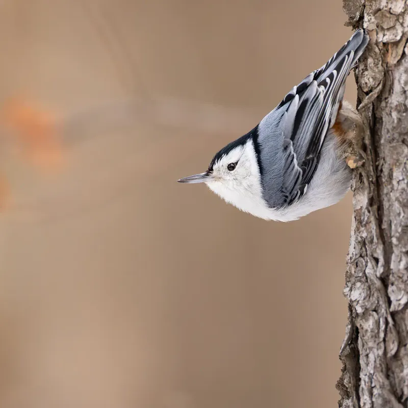 White Breasted Nuthatch And Their Seed Caching Habits