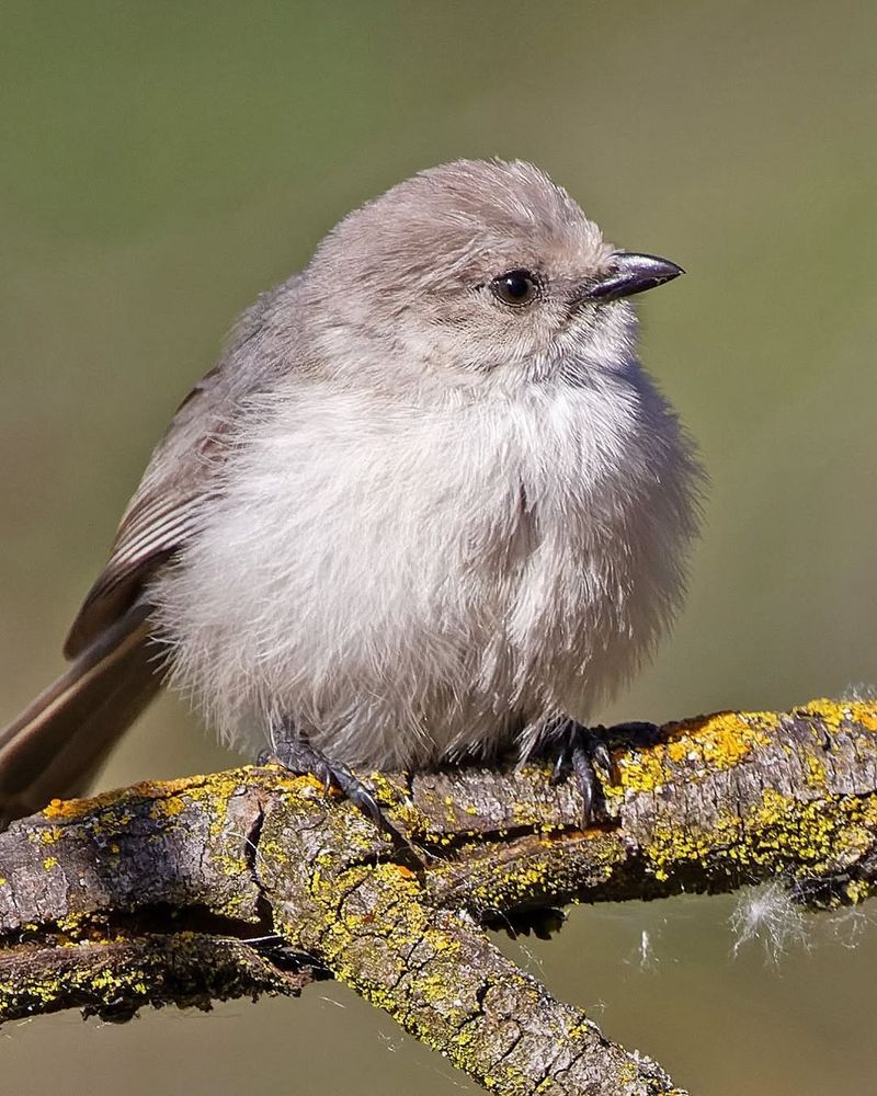 Bushtit