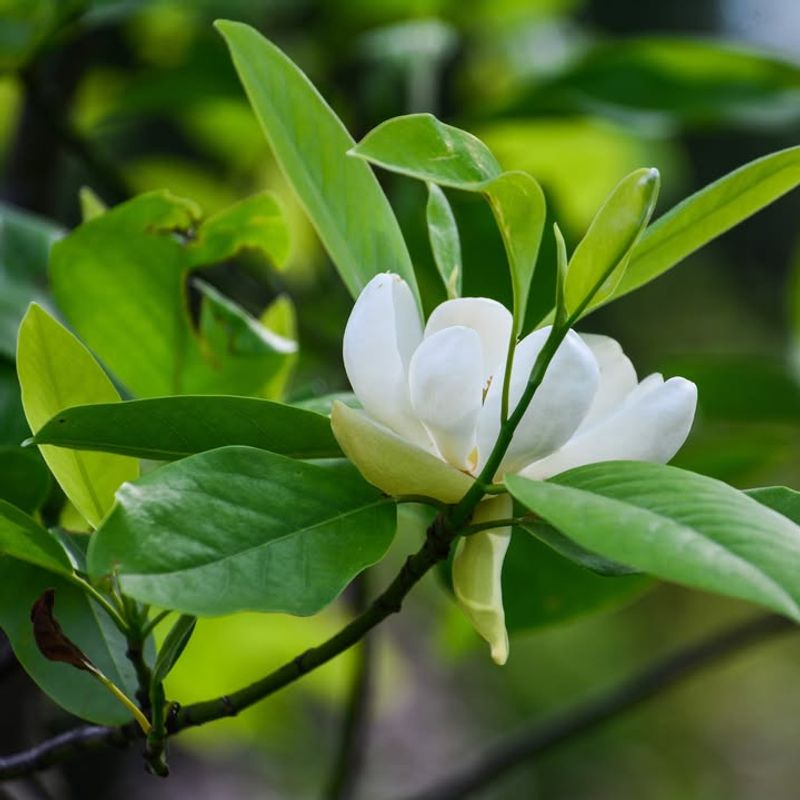 Sweetbay Magnolia (Magnolia Virginiana)