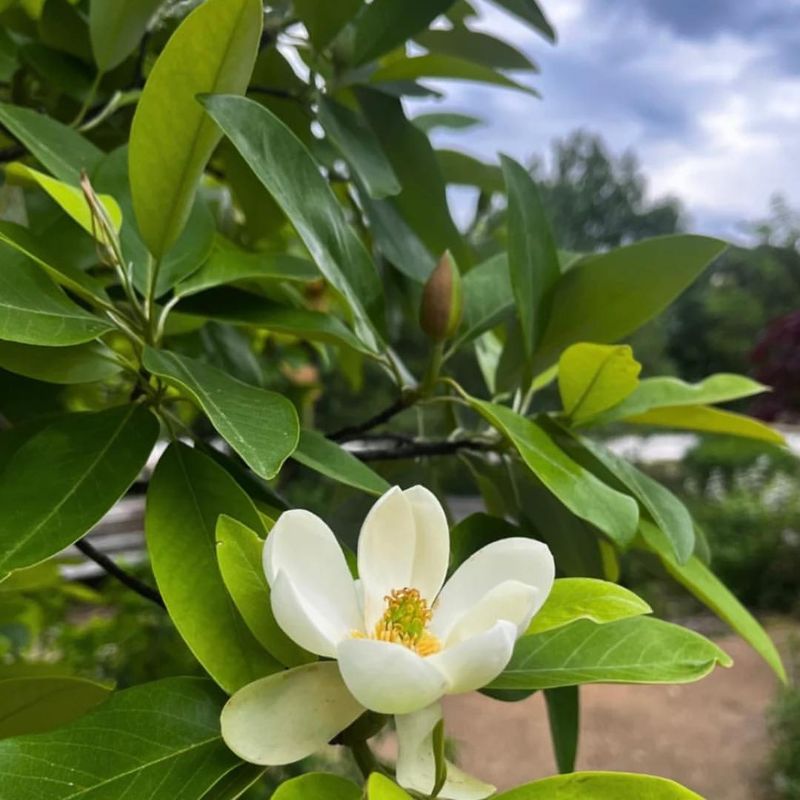 Sweetbay Magnolia (Magnolia virginiana)