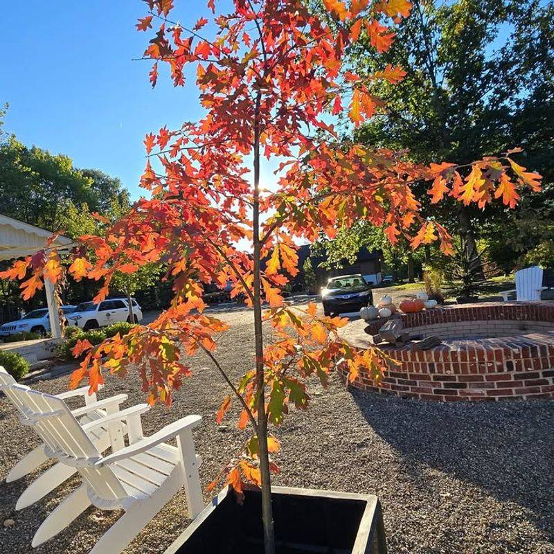 White Oak (Quercus alba)