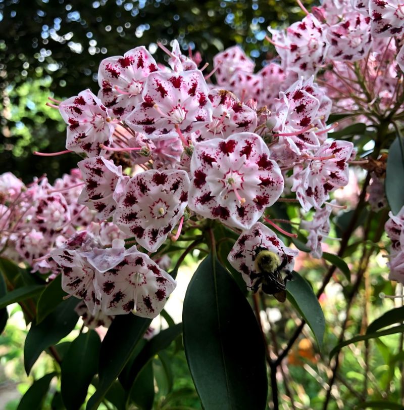 Mountain Laurel (Kalmia latifolia)