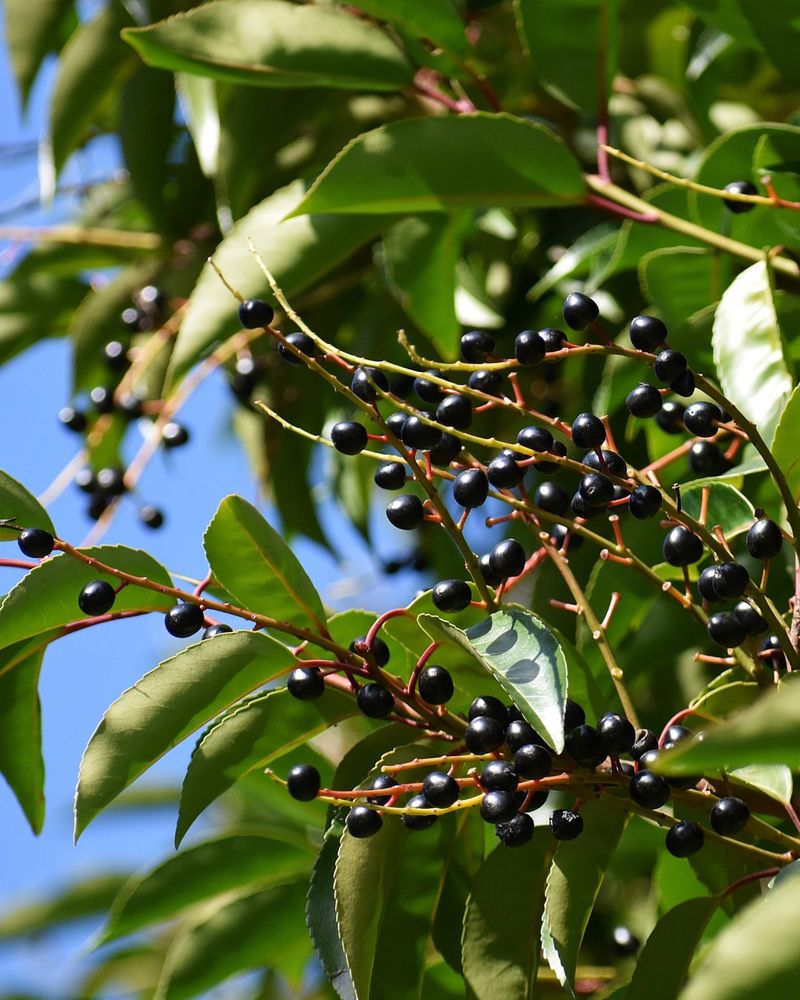 Black Cherry Trees That Feed Birds Late In The Season
