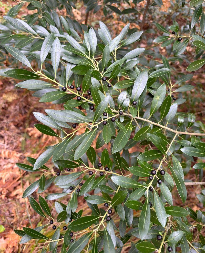 Inkberry (Ilex glabra)