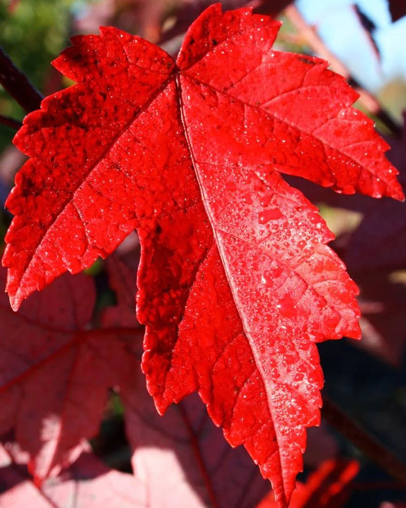 Red Maple Creates Shade And Brilliant Fall Color