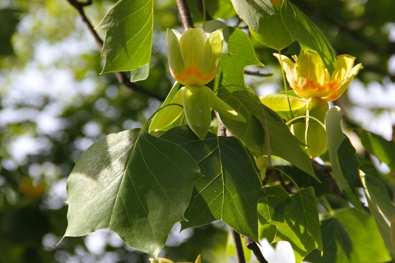 Tulip Tree For Towering Elegance