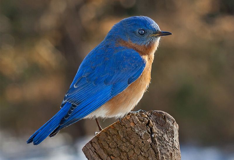 Eastern Bluebirds Begin Nest Searching In Late February