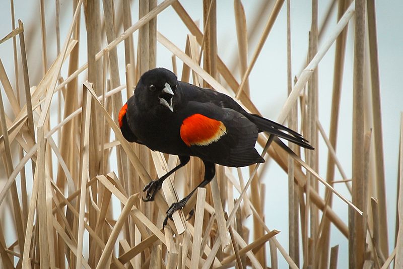 Red Winged Blackbirds Reappear In March Wetlands And Fields