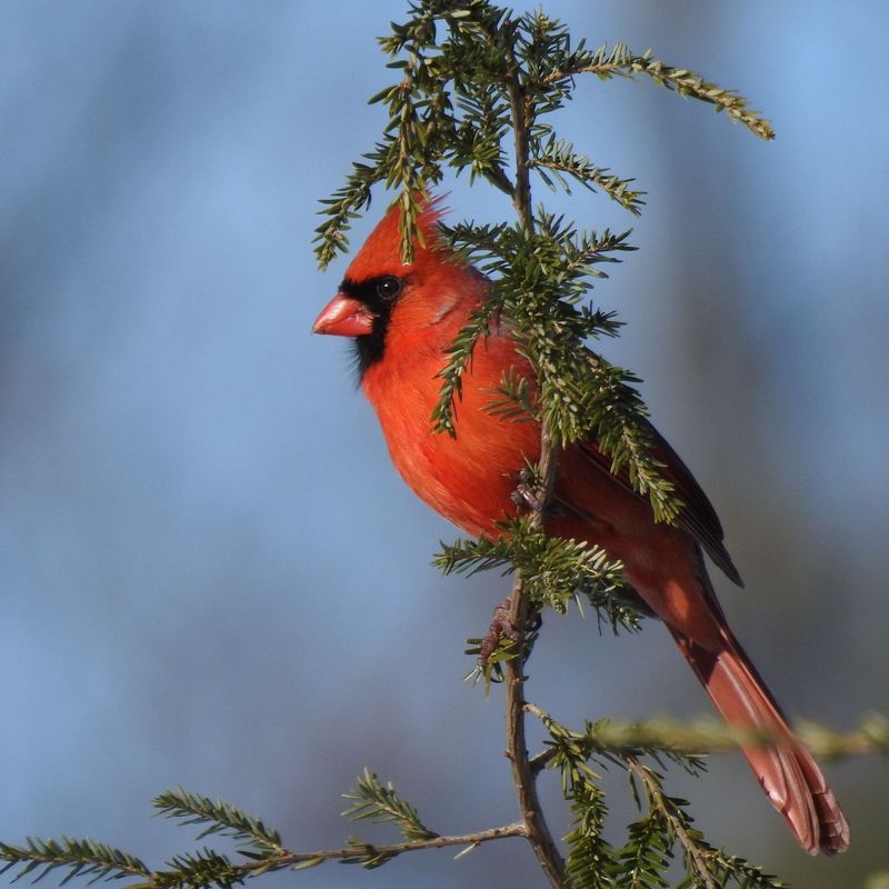 Northern Cardinals Turn Up The Volume As Days Get Longer