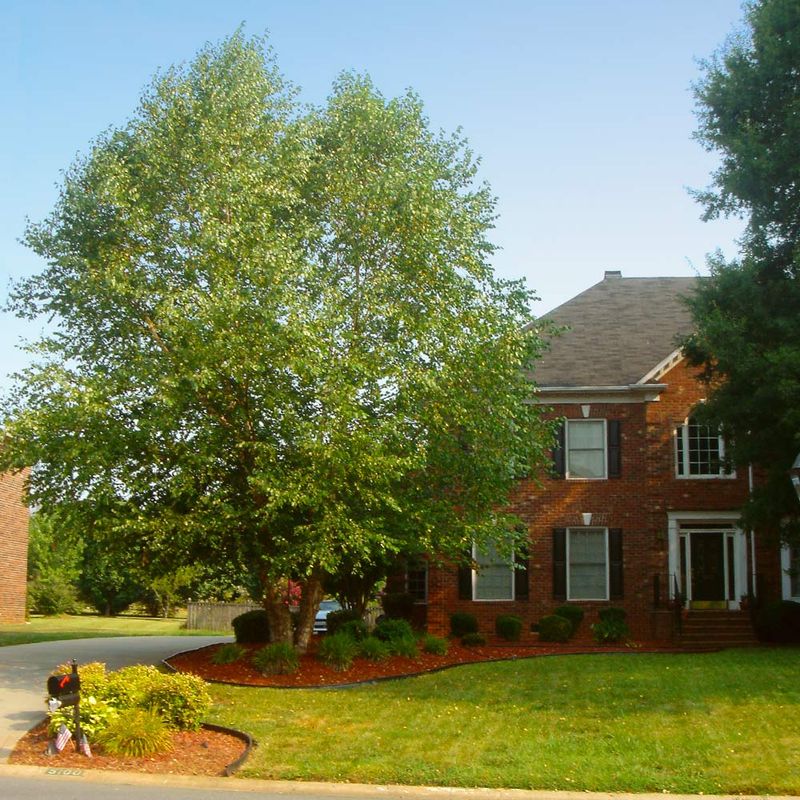 River Birch Forms A Thick Multi Trunk Buffer