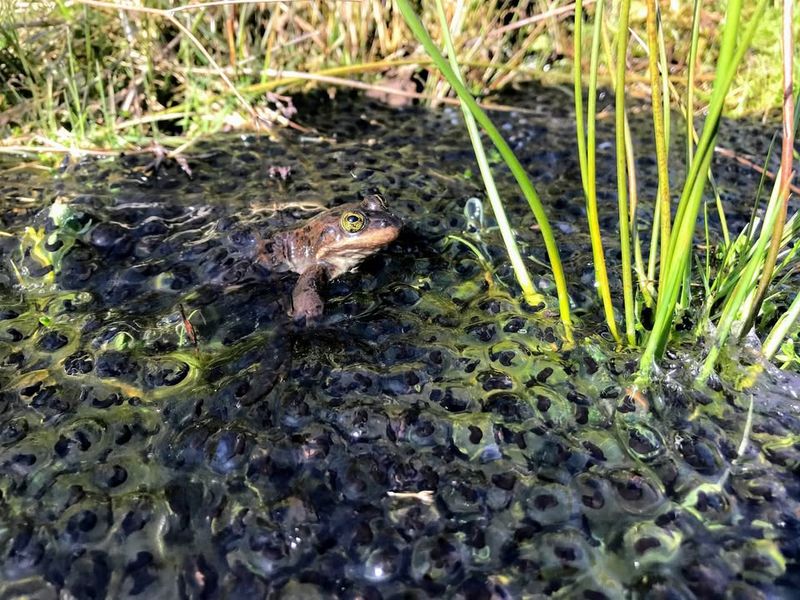 Frog Breeding Is Timed For Short-Lived Wetlands