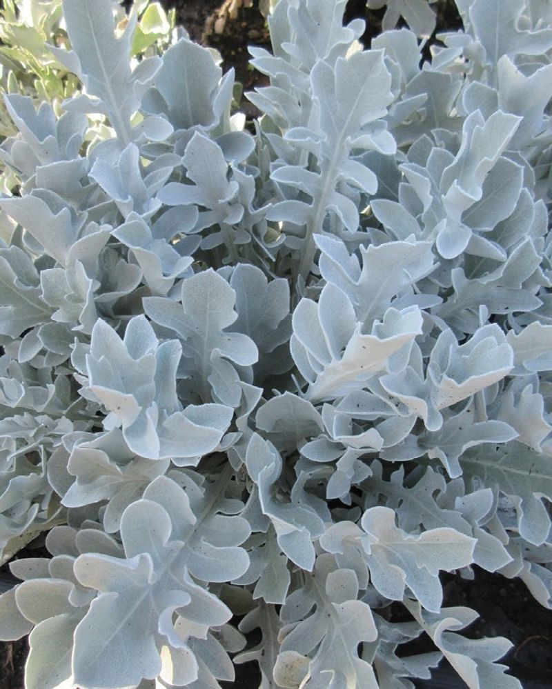 Dusty Miller