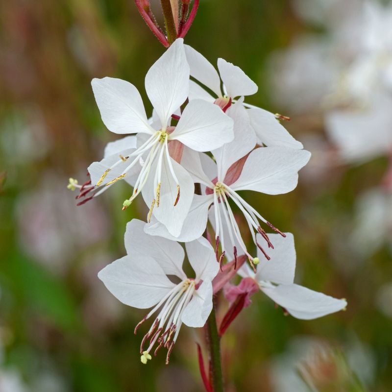 Whirling Butterflies