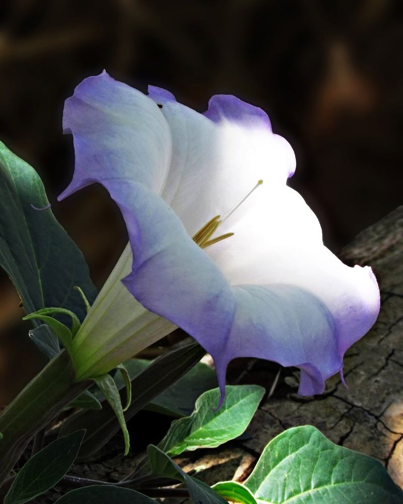 Sacred Datura (Datura wrightii)