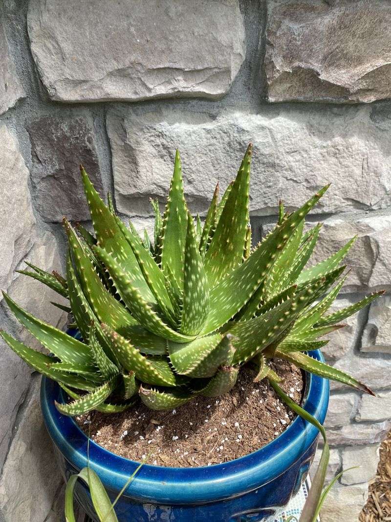 Aloe Vera Tolerates Heat In Well-Drained Pots
